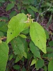 Seringia arborescens