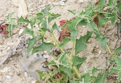 Atriplex rosea