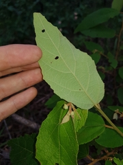 Seringia arborescens
