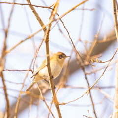 Phylloscopus
