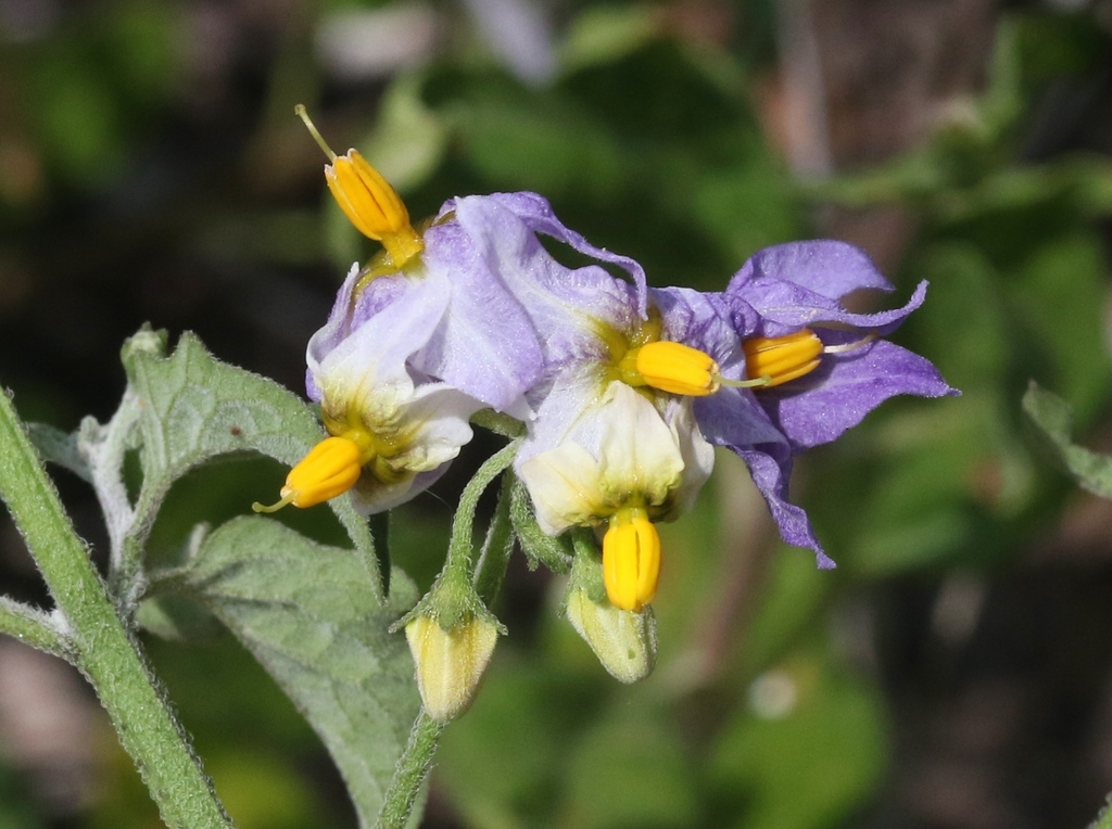 Solanum douglasii — a medium houseplant, prefers full sun light