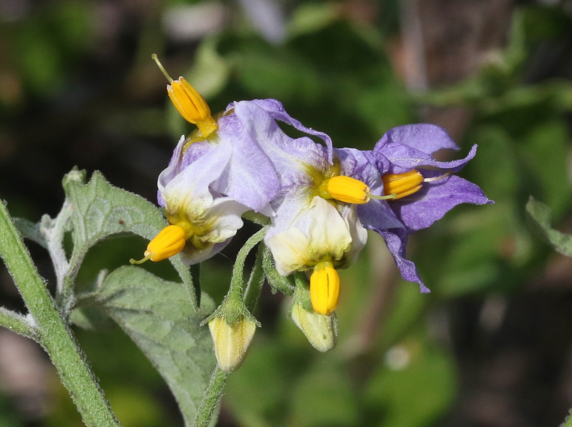Solanum douglasii
