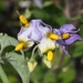 Greenspot Nightshade - Photo (c) James Bailey, some rights reserved (CC BY-NC), uploaded by James Bailey
