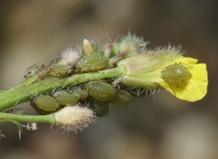Lipaphis pseudobrassicae