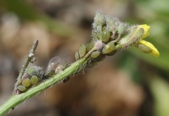 Lipaphis pseudobrassicae