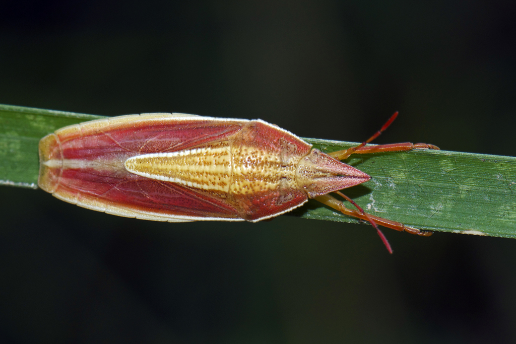 Megarrhamphus