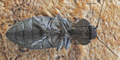 Paraphotistus impressus