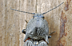 Paraphotistus impressus