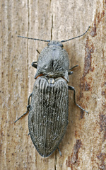 Paraphotistus impressus