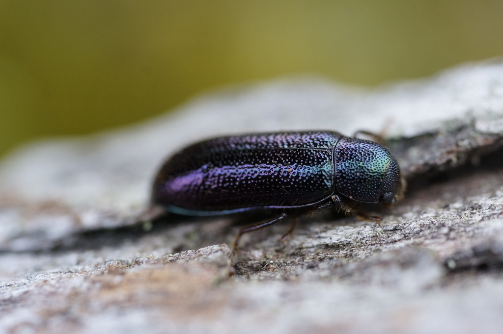 Titaena tasmanica