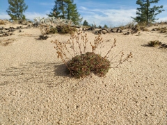 Chamaerhodos grandiflora