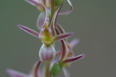 Prasophyllum incorrectum