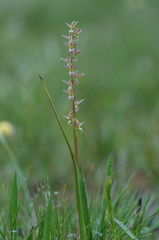 Prasophyllum incorrectum