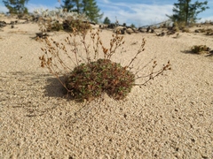 Chamaerhodos grandiflora