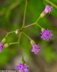 Vernonia diversifolia
