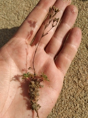 Chamaerhodos grandiflora