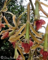 Epidendrum sisgaense