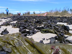 Sarcothalia crispata