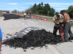 Sarcothalia crispata