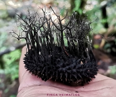 Xylaria apeibae