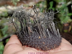 Xylaria apeibae