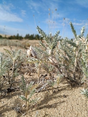Oxytropis lanata
