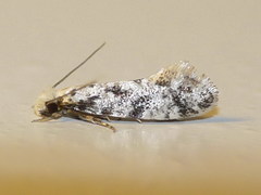 Nemapogon variatella