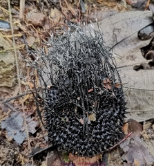 Xylaria apeibae