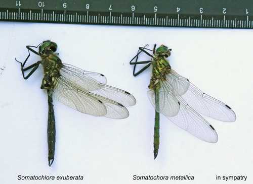 Brilliant Emerald (Somatochlora metallica)