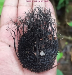 Xylaria apeibae