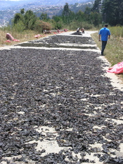 Sarcothalia crispata