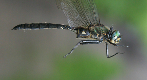 Somatochlora exuberata (Somatochlora exuberata)