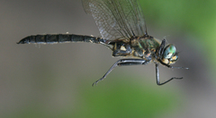 Somatochlora exuberata