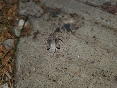 Noctuidae