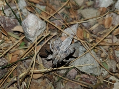 Noctuidae