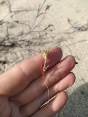 Corispermum altaicum