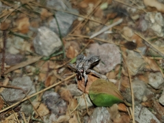 Noctuidae