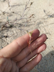 Corispermum altaicum