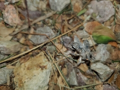 Noctuidae