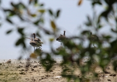 Limosa limosa melanuroides