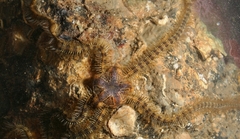 Macrophiothrix
