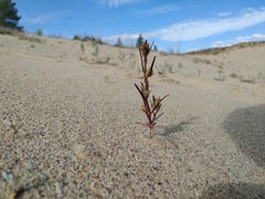 Corispermum altaicum