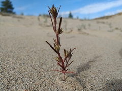 Corispermum altaicum