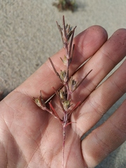 Corispermum altaicum
