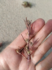 Corispermum altaicum