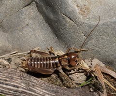 Hemiandrus bilobatus