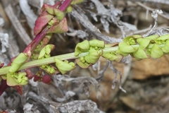 Aphanisma blitoides