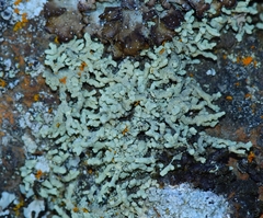 Lecanora phryganitis