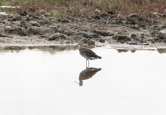 Limosa limosa melanuroides
