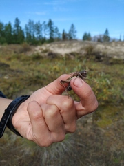 Gampsocleis sedakovii